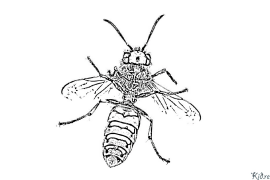 wasp Coloring Pages To Print